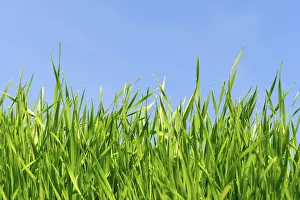 Blue Skies And Green Fields Prints: Grass against blue sky