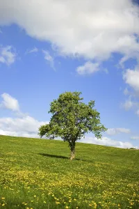 German Countryside Landscape Prints: Grass fields with Dandelions and cloudy sky