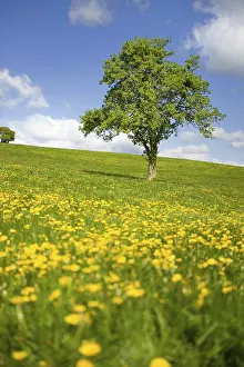 Deserted Grass Field Prints: Grass fields with single tree dandelions and cloudy sky