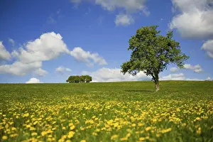 Single Tree Landscape Prints: Grass fields with yellow Dandelions and single tree