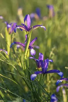Iridaceae Family Prints: Grass iris, grass-leafed iris, iridaceae