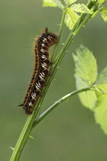 Lappet Moth Prints: Grass Moth or Drinker Print, Euthrix potatoria Caterpillar