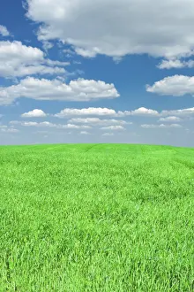 Daytime Meadow Scene Prints: Grass and sky