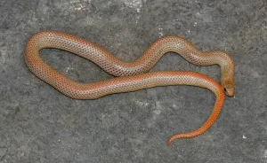Colubrid Reptile Prints: Grass snake