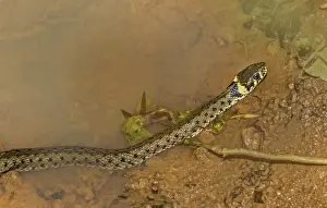 Natrix Natrix Prints: The grass snake Natrix natrix