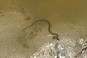 Scaled Vertebrate Prints: Grass snake, Natrix natrix