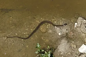 Grass Snake Print, Natrix natrix