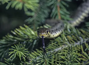 Prints of Grass Snake, Natrix Natrix, Grass Snake, Critters, Reptilia, Reptilia, Ringed Snake, Snakes, Water Snakes Grass Snake Prints: Grass Snake Print, Natrix natrix