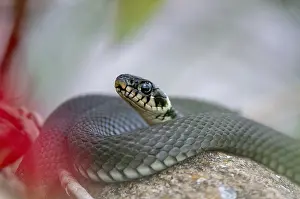Prints of Grass Snake, Natrix Natrix, Grass Snake, Critters, Reptilia, Reptiles, Ringed Snakes, Snakes, Water Snakes Grass Snake Prints: Grass Snake Print, Natrix Natrix