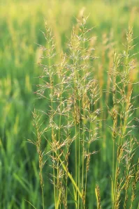 Evening Sun Landscape Prints: Grass in a summer sunset meadow