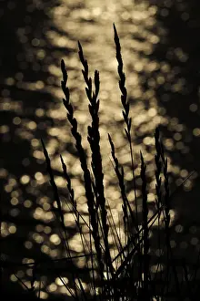 Evening Light In Europe Prints: Grass at sunset against the reflecting water surface