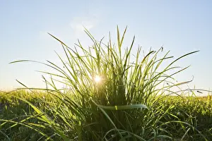 Deserted European Countryside Prints: Grass tuft, Germany