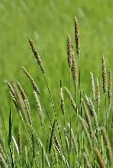 Deserted Grasslands Prints: Grasses