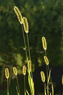 Nature Photography Prints: Grasses