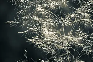 Unterallgau District Photography Prints: Grasses in the backlight, Mindelheim