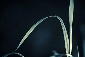 Dark Colored Background Cutout Prints: Grasses against a dark background