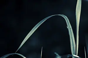 Dark Colored Background Photo Prints: Grasses against a dark background
