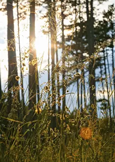 Uninhabited Forest Landscape Prints: Grasses in the foreground, in the background the forest and the setting sun