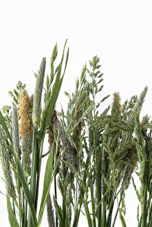 Central European Still Life Prints: Grasses, Germany