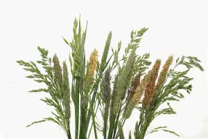 Empty Studio Environment Photography Prints: Grasses, Germany