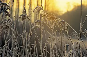 Hoarfrost Landscape Prints: Grasses against the light
