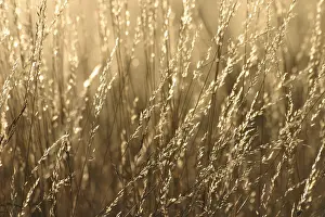 Colorful Blooms Prints: Grasses against the light