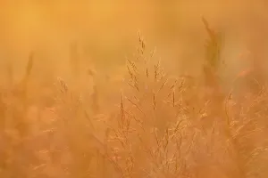 Close Up Nature Shots Prints: Grasses in a meadow against light