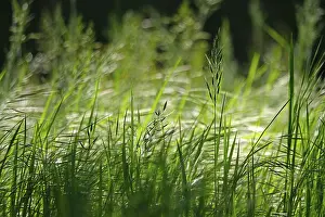 Deserted Germany Landscape Prints: Grasses, Spring, Germany