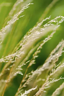 Green Meadow Landscape Prints: Grasses in the wind