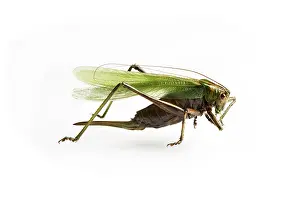Studio Animal Photography Prints: A grasshopper