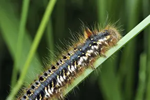 Black Forest Wildlife Photography Prints: Grasshopper (Euthrix potatoria)