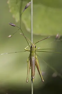 Insect Fauna Photos Prints: Grasshopper in the grass