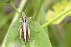 Nature Animal Images Prints: Grasshopper perched on a leaf close up