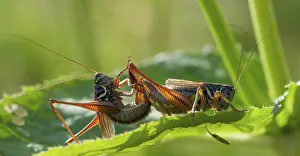 Mating Season Wildlife Photography Prints: Grasshoppers, deciduous locusts