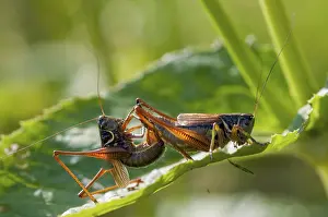 Pterygote Insect Copulation Prints: Grasshoppers, deciduous locusts