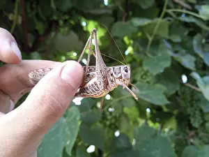 Pterygote Insects Images Prints: Gray grasshopper in man's hand