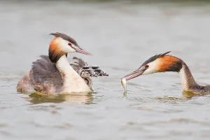 Cute Water Bird Prints: Great Crested Grebe with chick