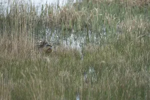 Great Bittern Bird Prints: Great or Eurasian bittern (Botaurus stellaris)
