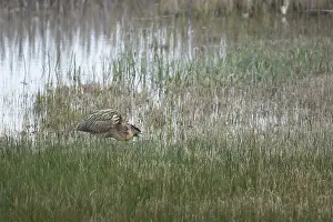 Great Bittern Bird Prints: Great or Eurasian bittern (Botaurus stellaris)