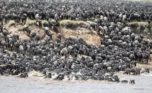 Great Migration Tanzania Prints: The Great Migration