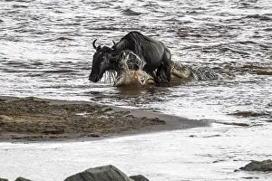 Prints of The Great Migration: a wildebeest (Connochaetes taurinus) swims across the Mara River and is attacked by a crocodile - a dramatic scene in the Serengeti Crocodile Prints: The Great Migration: Print of Wildebeest Crossing Mara River