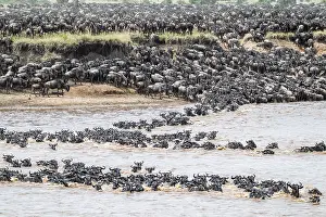 Prints of The Great Migration: Huge herds of wildebeest (Connochaetes taurinus) swimming across the Mara River to the opposite bank, Serengeti, Tanzania Wildebeest Prints: The Great Migration: Wildebeest Cross Mara River Print