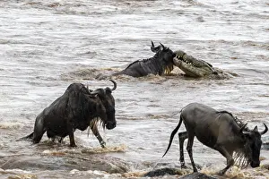 Prints of The Great Migration: a wildebeest (Connochaetes taurinus) swims across the Mara River and is attacked by a crocodile - a dramatic scene in the Serengeti Wildebeest Prints: The Great Migration Print: Wildebeest Crossing Mara River