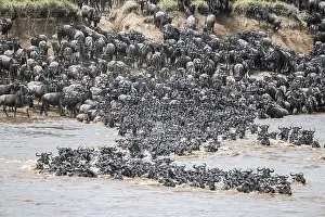 Prints of The Great Migration: Huge herds of wildebeest (Connochaetes taurinus) swimming across the Mara River to the opposite bank, Serengeti, Tanzania Wildebeest Prints: The Great Migration: Wildebeest Cross Mara River Print