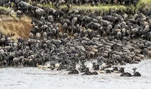 The Great Migration, Wildebeest Crossing Mara River Print