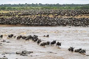Prints of The Great Migration, Huge herds of wilderbeast (Connochaetes taurinus) crossing the Mara river and swimming to the other side, Serengeti Nationalpark, Tanzania Wildebeest Prints: The Great Migration Print: Wildebeest Cross Mara River, Tanzania