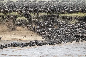 Prints of The Great Migration: Huge herds of wildebeest (Connochaetes taurinus) swimming across the Mara River to the opposite bank, Serengeti, Tanzania Wildebeest Prints: The Great Migration: Wildebeest Crossing the Mara River Print