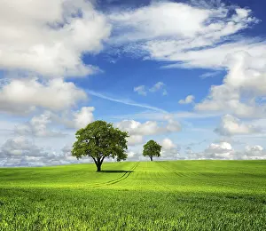 Oak Tree Landscape Prints: Great nature