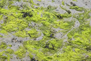 Low Tide Landscape Prints: Green algae carpet, filling format