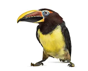 Single Colored Backgrounds Prints: Green aracari, Pterogossus Viridis isolated on white